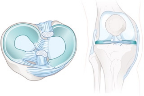 半月板と軟骨の役割
